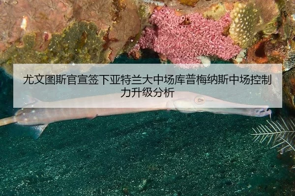 you-wen-tu-si-guan-xuan-qian-xia-ya-te-lan-da-zhong-chang-ku-pu-mei-na-si-zhong-chang-kong-zhi-li-sheng-ji-fen-xi-3-281.jpg